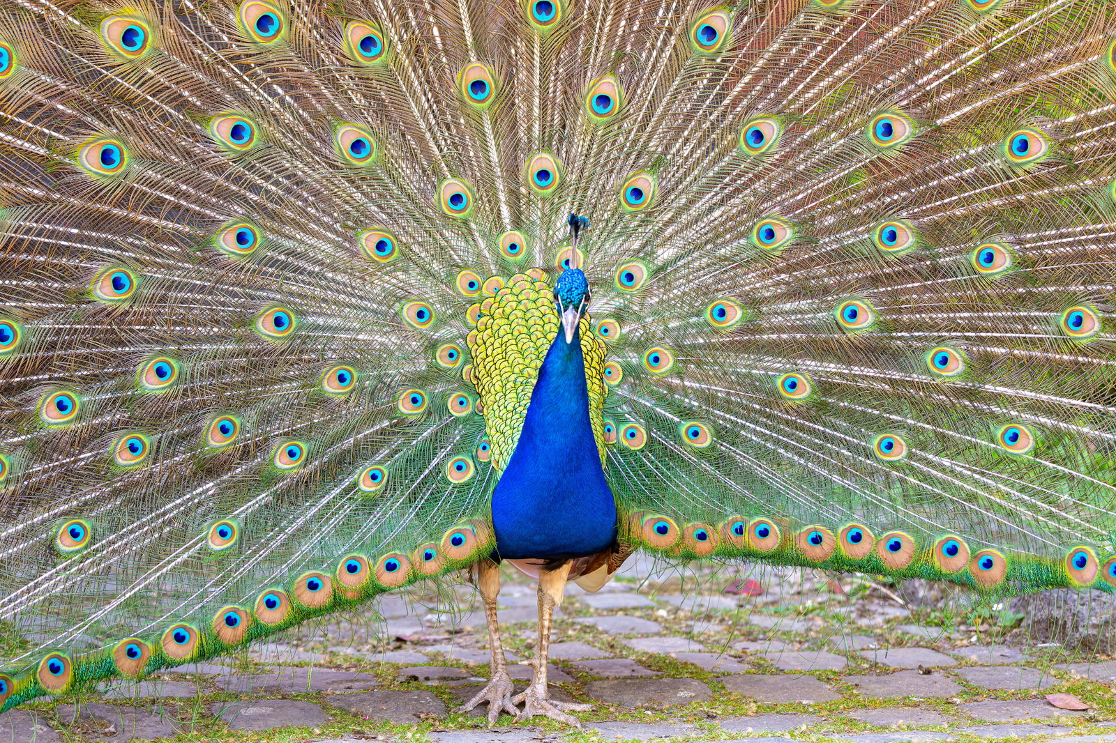 Unfurl Your Inner Peacock - AI Meditation thumbnail