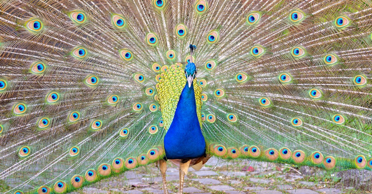 Unfurl Your Inner Peacock