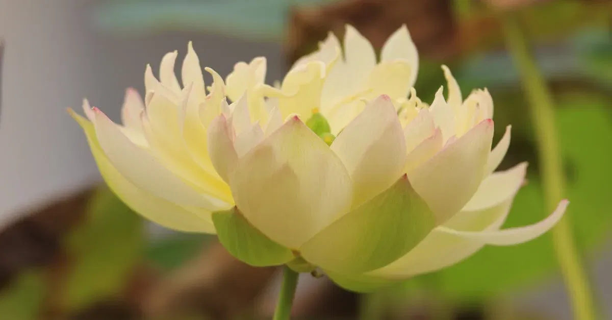 Blossom Your Inner Lotus